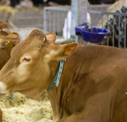 Mostra Zootecnica Internazionale 2023