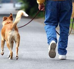 Il cane sporca per terra, proprietario 'furbetto' beccato e multato 