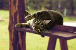 Gattile, lo sfratto incombe
