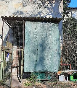Gattile,   Fondazione Stauffer: «Immobile pericoloso. Per questo abbiamo agito»