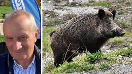 Caso Cinghiali, Ferrari: «Prima censire gli animali»