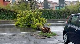 Un albero cade in strada davanti al Caffè 51