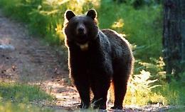Tar Trento sospende abbattimento dell'orso per la seconda volta