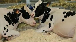Zootecnia sostenibile, il 'modello Cremona' esempio da seguire