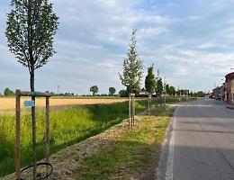 «Ho vandalizzato io la pianta per una bravata, ora chiedo scusa a tutti»