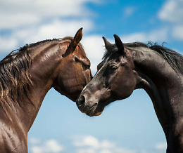 17' Treviglio Cavalli 2023