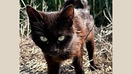 Gattino gettato nel giardino di una casa: cercasi nuovo padrone