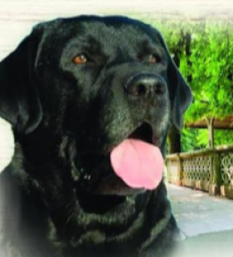 Raduno Nazionale Labrador e Golden Retrievers