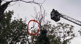Gatto sale su un albero e non riesce a scendere, salvato dai vigili del fuoco