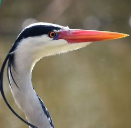 Giornata Ecologica: escursione con l'ornitologo del WWF