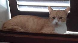 Il ‘giallo’ dei dieci gatti domestici scomparsi