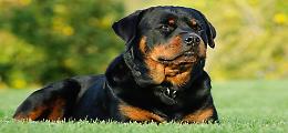 «Quel cane va controllato»