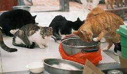 Gatti 'sfrattati', c'è il progetto esecutivo per la nuova oasi felina