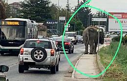 Elefante da circo nel traffico dell'Aquila, la denuncia Lav