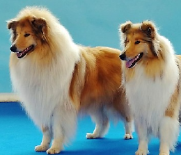 Esposizione canina zootecnica internazionale 