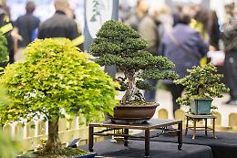 Japan Show: taglio del nastro a CremonaFiere
