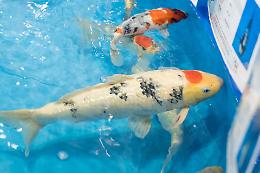 Japan Show,  grande pubblico alla seconda edizione
