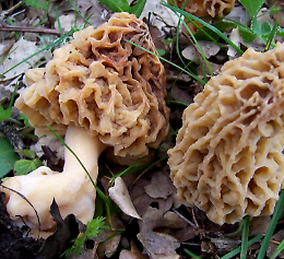 Mostra per far conoscere i funghi primaverili