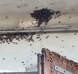 Sciame d'api in casa, un apicoltore salva la situazione