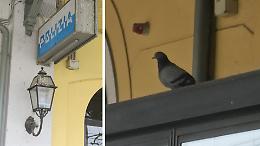 Zecche e guano di piccione fanno chiudere l'ufficio della Polizia ferroviaria