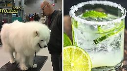 Weekend in Fiera: cani e grandi gin da domani