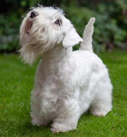 Stradivari Sulle Mura dei Mille Winner, doppia esposizione e gara canina
