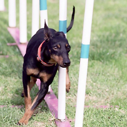 Arriva "Spino Dog Sport"! Dimostrazioni e simulazioni di discipline cinofile