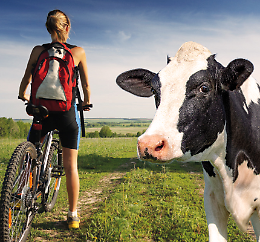 Le vie del latte: escursione in bicicletta nelle campagne