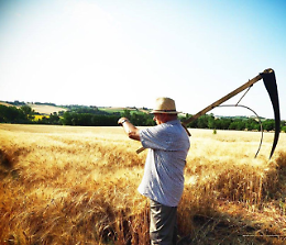 Festa della mietitura e del pane piacentino 2023