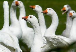 Anatre, galline, oche: dove sono finite? Scomparsa misteriosa