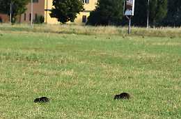 Nutrie, ciclabile per i Mosi ‘invasa’  in pieno giorno