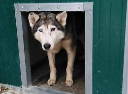 Leptospirosi:  i 90  husky salvati ora cercano una famiglia
