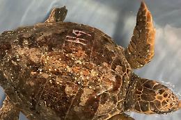 Guarita la tartaruga ferita dall'uomo, lunedì tornerà in mare