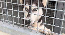 Emergenza canile,  i volontari: "Abbiamo cani bellissimi che cercano famiglia"