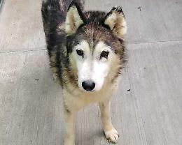 Husky, prime adozioni al via. Niente leptospirosi sui 20 esaminati