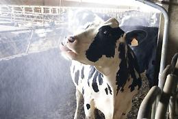 Stalle cremonesi hi-tech: «Siamo l’avanguardia nel benessere animale»