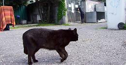 L’estate dei gatti soli: «Ne abbiamo cento. Il rifugio è completo»