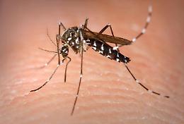 West Nile Virus, in provincia i contagi umani salgono a 3