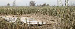 All'agricoltura 'ferita' il sostegno della Regione Lombardia