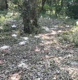 Il Parco del Serio conta i danni: centinaia di uccelli morti e alberi abbattuti
