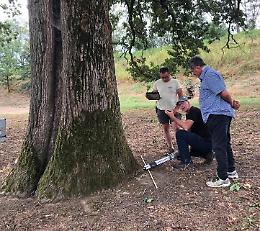 Check-up per ‘Nonna quercia’