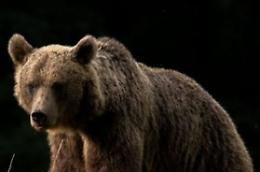 Orso fugge dalla gabbia, ritardo per un volo a Dubai