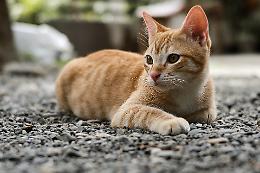 Oasi felina per trenta mici, al via i lavori