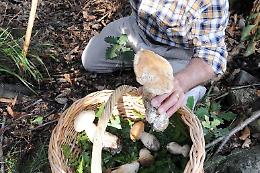 Raccolta funghi in sicurezza: come evitare gli avvelenamenti