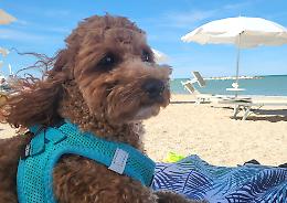 'In vacanza con il mio Pet': inviate le foto al giornale