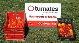 Ecco il derby del pomodoro Cremino contro Pergoletto

