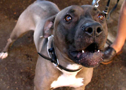 Azzannati da un pitbull accolto nel canile, due operatori feriti a braccia e addome