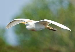  L’Airone Guardabuoi re del parco