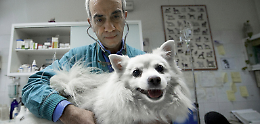 Pronto soccorso veterinario: «Una necessità inascoltata»