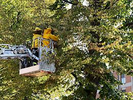 Grosso alveare in cima a una pianta,  intervento dei vigili del fuoco: chiamato un apicoltore